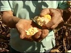 Produtividade do milho safrinha agrada os agricultores de SP