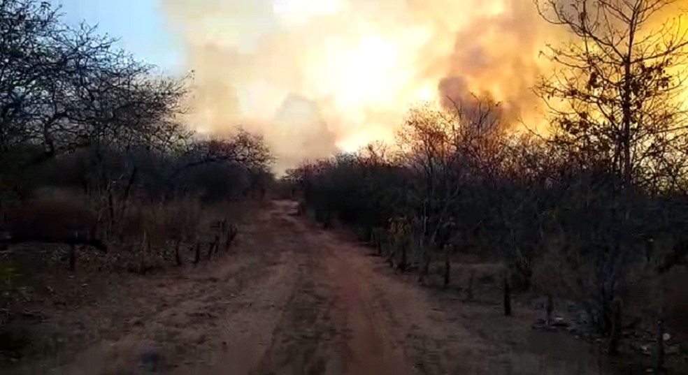 Corpo de Bombeiros afirmou que as chamas começaram nesta segunda-feira por volta das 14h. — Foto: Corpo de Bombeiros