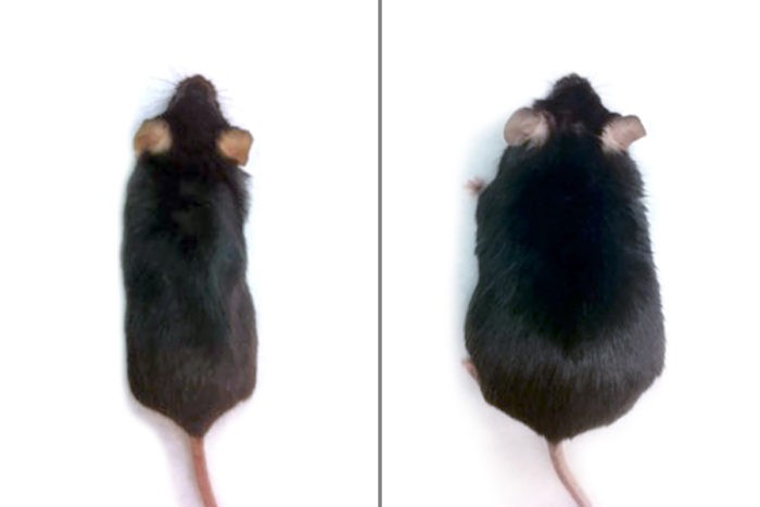 Diferença de peso entre dois ratos com vida e dieta semelhantes. O da esquerda recebeu tratamento, o da direita não. (Foto: Long lab)