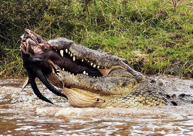 Em 2011, O fotógrafo Paolo Torchio flagrou um crocodilo de mais de 6 metros devorando uma carcaça de um antílope na reserva nacional de Maasai Mara, no Quênia. Segundo Torchio, outros répteis de tamanho menor ficaram só observando enquanto o 'monstro' dev (Foto: Paolo Torchio/Barcroft USA/Getty Images)