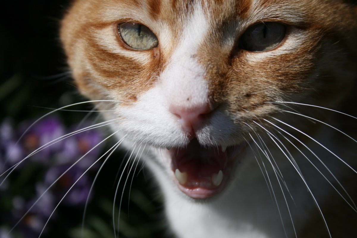 Os tutores precisam se atentar aos sinais que os gatos dão por meio do miado, pois eles podem estar sinalizando alguma dor, fome ou sede (Foto: Flickr/ xdolcebarbiex/ CreativeCommons)