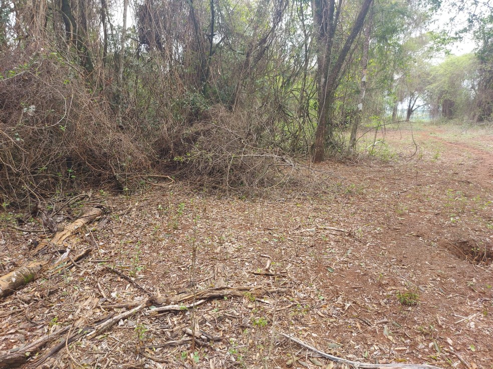 Sitiante de Presidente Bernardes (SP) levou multa de R$ 3,6 mil por desmatamento — Foto: Polícia Militar Ambiental