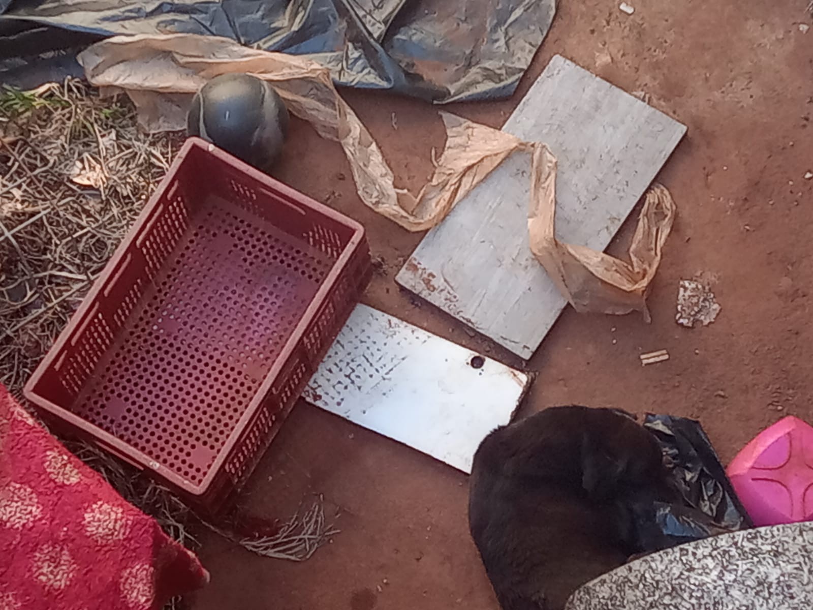 Casa abandonada em Sumaré tem ossadas, gatos e calopsitas mortas; cão é resgatado debilitado