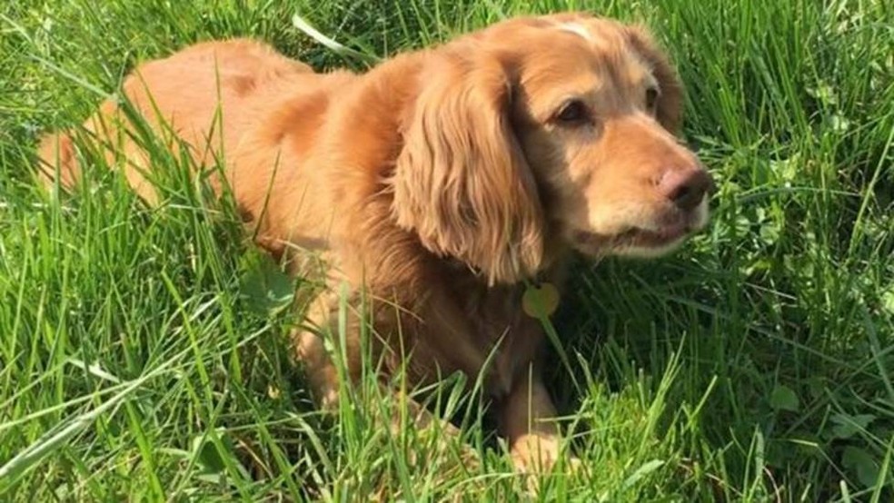Jack é adorado por estudantes do Corpus Christi College (Foto: Cambridge University)