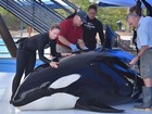 Orca morre em SeaWorld nos Estados Unidos