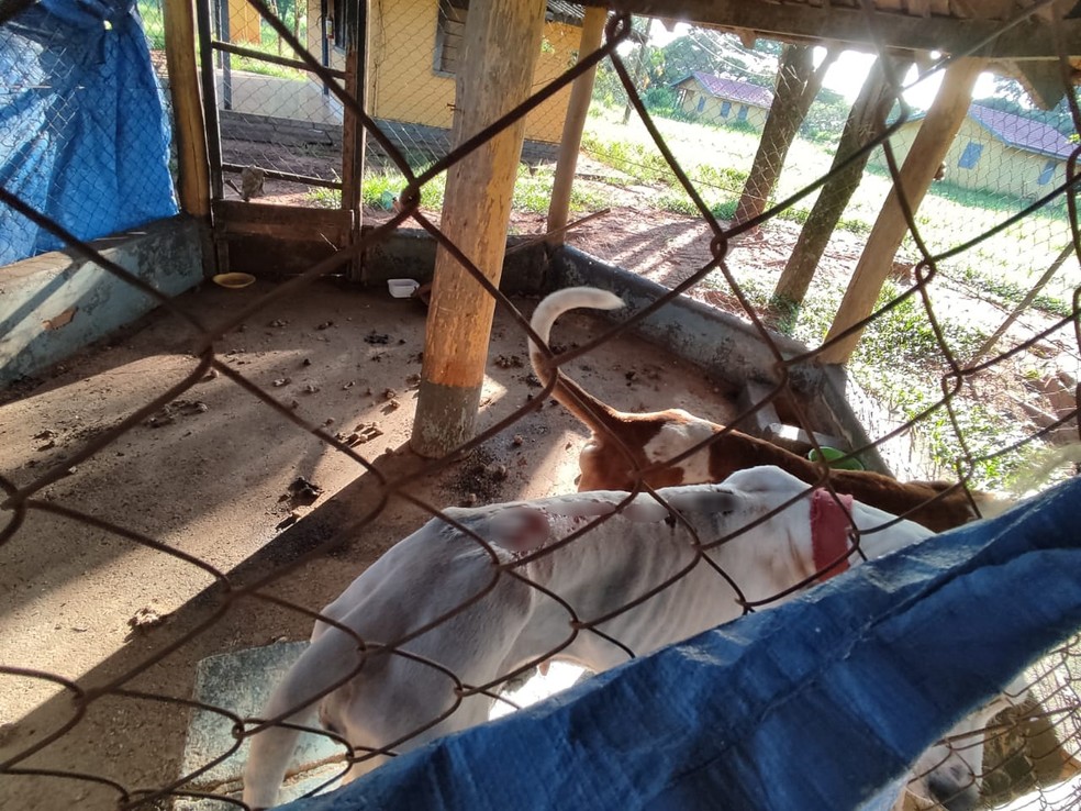 Animais vítimas de maus-tratos são apreendidos em Rancharia — Foto: Polícia Ambiental 