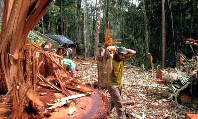 Desmatamento da floresta amazônica em Apuí (AM)