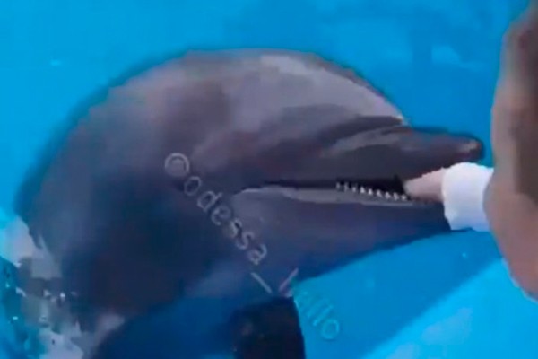 Golfinho morde mão de garoto em resort na Ucrânia (Foto: reprodução instagram)