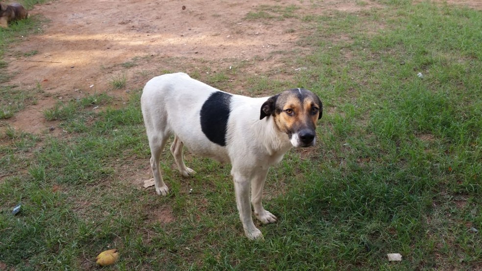 Shiru, cachorra que sobreviveu aos ferimentos, no sítio onde morava em Piedade (SP) — Foto: Arquivo Pessoal
