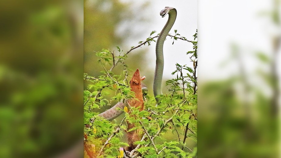 Mangusto ataca cobra Mamba Negra, na África