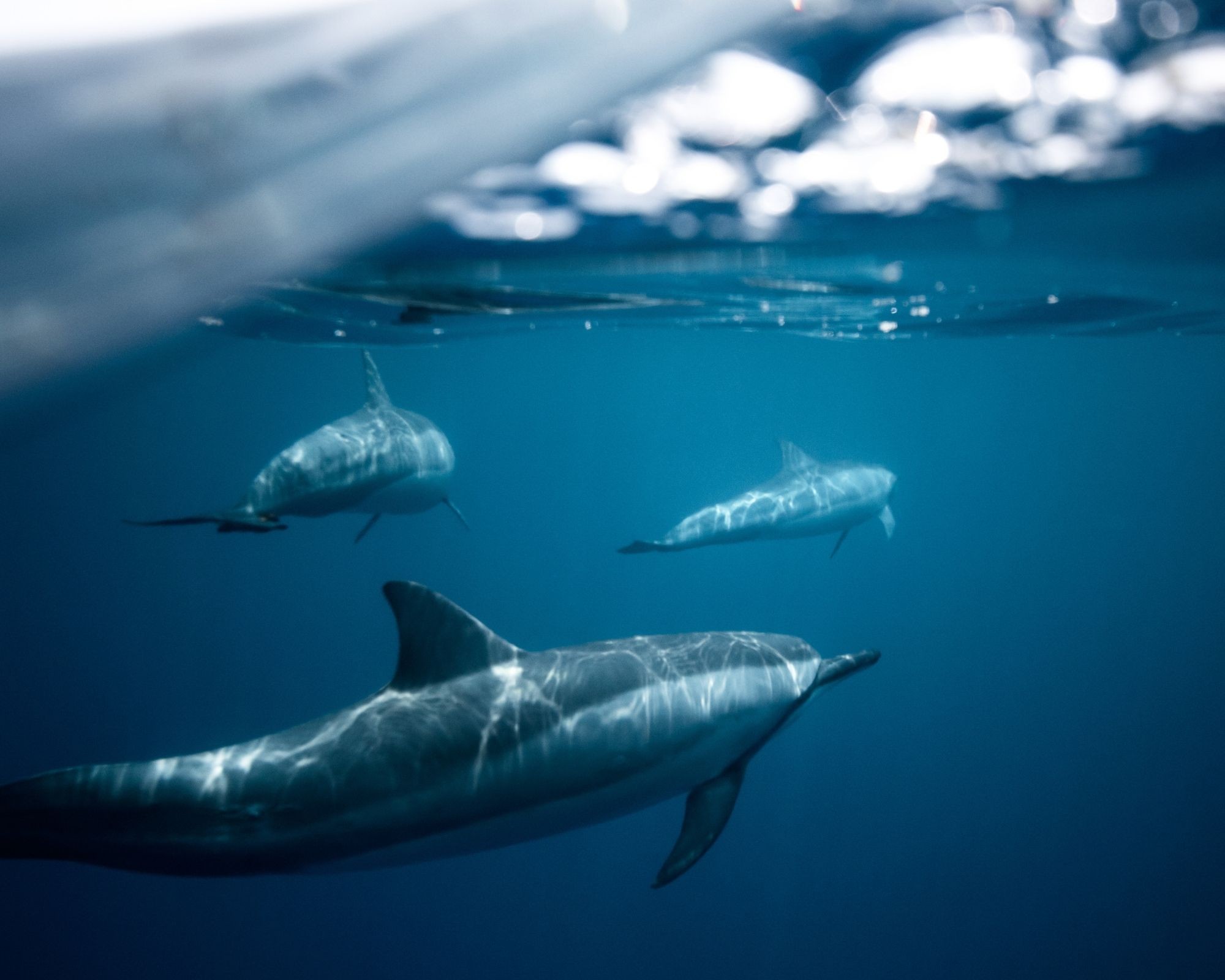 Rússia implanta golfinhos treinados na base naval do Mar Negro (Foto: reprodução Internet)