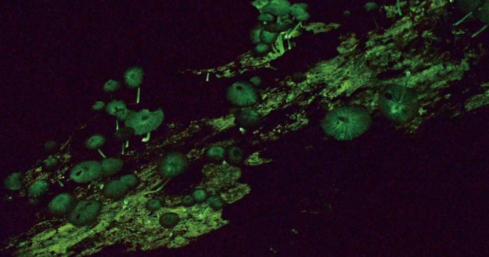 Fungos também podem ser encontrados em troncos das árvores. — Foto: Revista Mycoscience