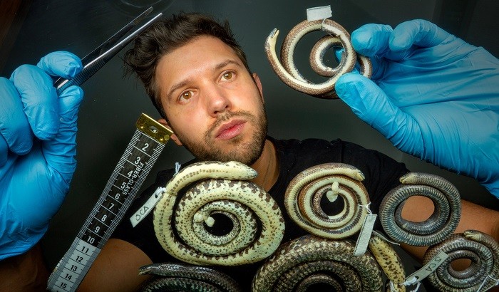 Alejandro Arteaga teve que examinar centenas de espécimes de museus antes de confirmar a nova espécie de cobra (Foto: David Jácome)