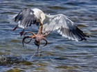 Fotógrafo flagra 'luta dramática' entre gaivota e polvo em praia californiana