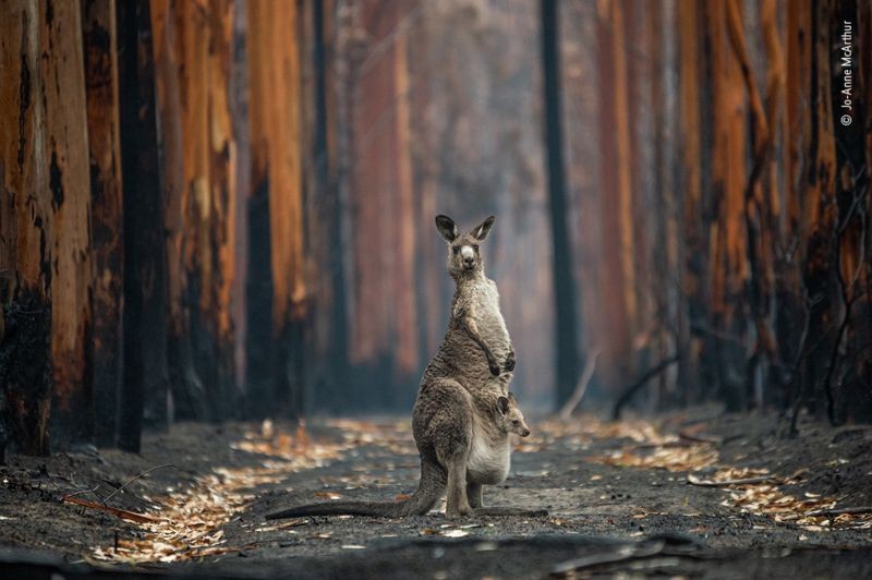 Numa estrada em um floresta com troncosa queimados e vermelhos, um canguru e seu filhote olham para o observador (Foto: JO-ANNE MCARTHUR via BBC News)