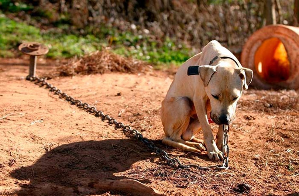 Santos sanciona lei que proíbe tutores de amarrarem animais domésticos — Foto: Divulgação