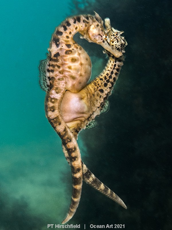 Na imagem, um cavalo-marinho Bigbelly fêmea transfere os ovos para a bolsa de um cavalo-marinho macho (Foto: PT Hirschfield)