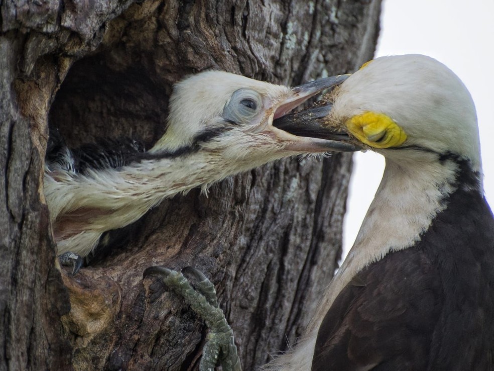Pica-paus brancos em ninho. — Foto: Guilherme Provenzano Giovanni/Arquivo Pessoal