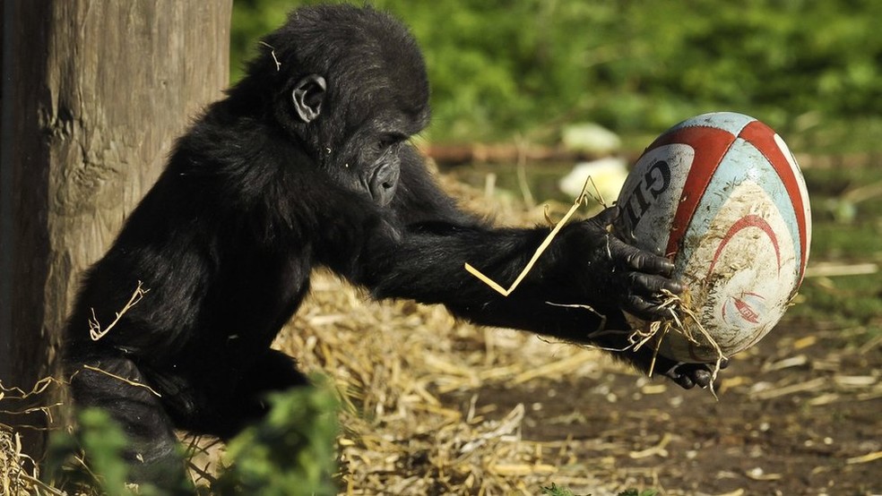 Kukena nasceu no zoológico de Bristol em 2011 (Foto: PA/ BBC)