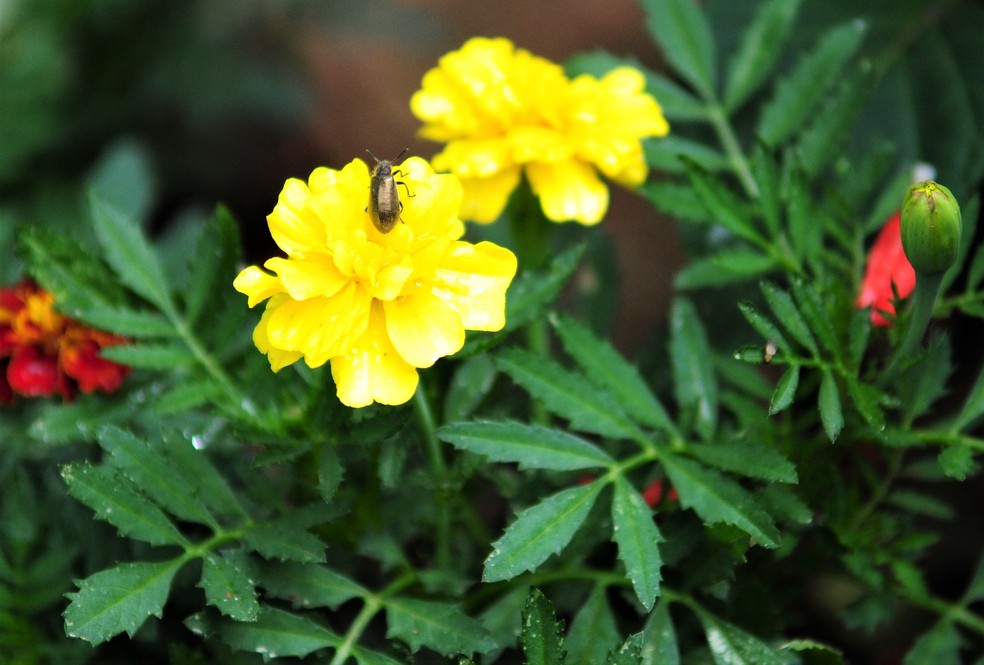 Flores amarelas enfeitaram Bras&iacute;lia na Semana da P&aacute;tria, em setembro &mdash; Foto: Ac&aacute;cio Pinheiro/ Ag&ecirc;ncia Bras&iacute;lia