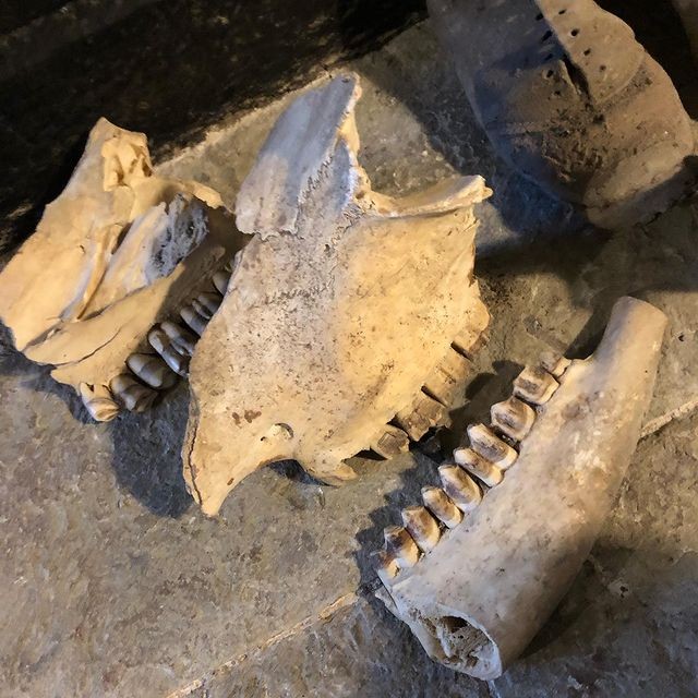 Crânio de cavalo está entre os achados macabros em casa no Reino Unido (Foto: Reprodução Instagram/@plas.uchaf)