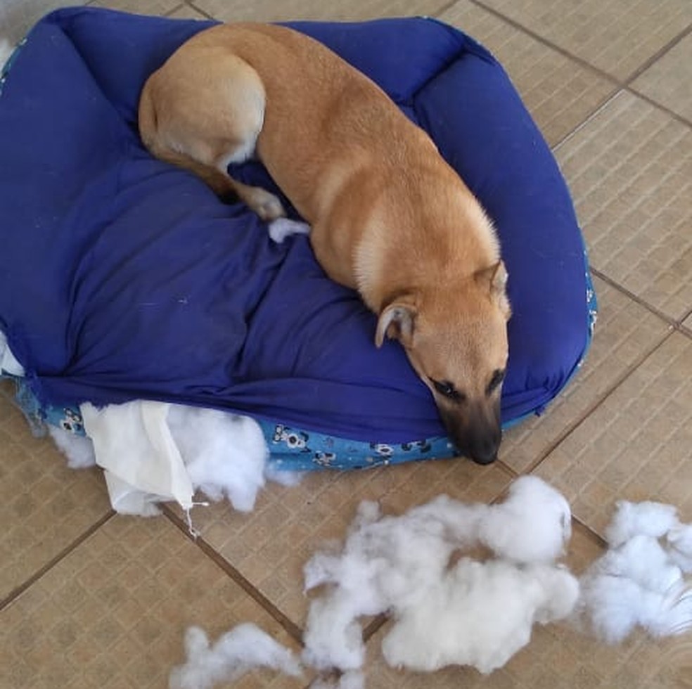 A dona conta que Chico já destruiu tods as casinhas — Foto: Arquivo pessoal