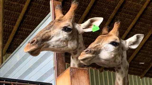 girafas bbc (Foto: POLÍCIA FEDERAL/DIVULGAÇÃO)