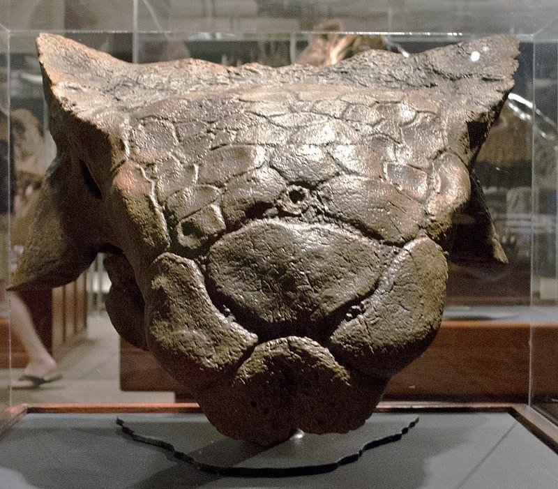 Crânio de Ankylosaurus, dinossauro da família anquilossauro (Foto: Wikimedia commons)