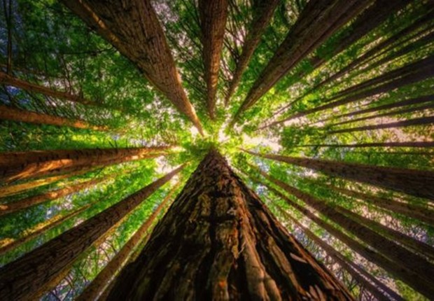 A sequoia-vermelha é uma das árvores mais emblemáticas da América do Norte, mas também é encontrada em outras partes do mundo, como nesta floresta plantada em Victoria, na Austrália (Foto: GETTY IMAGES (via BBC))