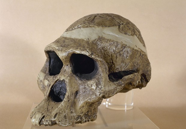 Sra. Ples, reprodução de um crânio de um Plesianthropus transvaalensis, encontrado em Sterkfontein, África do Sul (Foto: Getty Images)