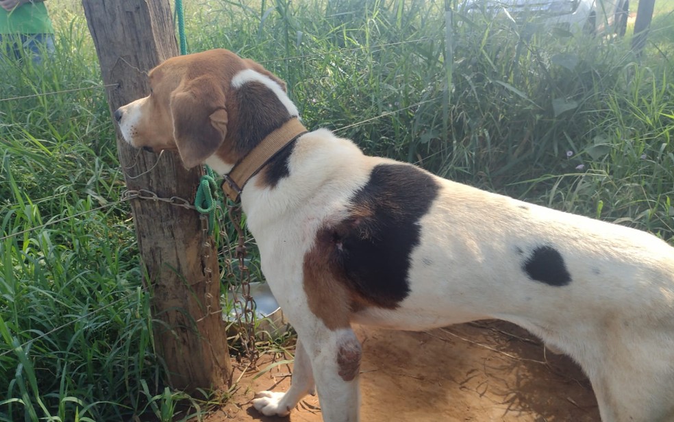 Cachorro é encontrado preso e exposto ao sol com vários ferimentos pelo corpo em Aragoiânia — Foto: Divulgação/Polícia Civil