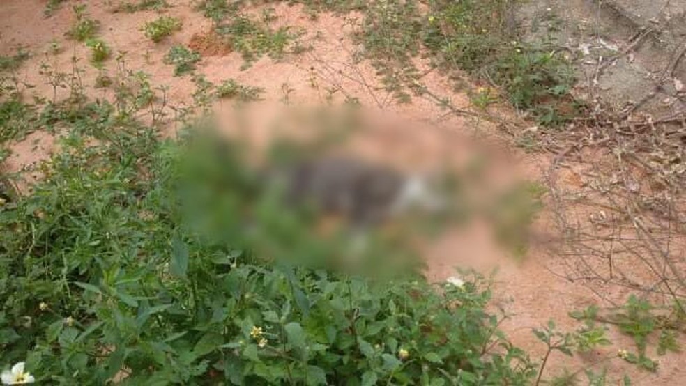 um dos gatos encontrados mortos em Extremoz, na Grande Natal &mdash; Foto: Cedida