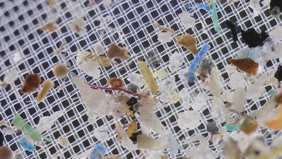 Acumulados no trato gastrointestinal, os microplásticos têm a possibilidade de interferir na resposta imunológica do intestino — Foto: Julie Steinberg/University of Delaware