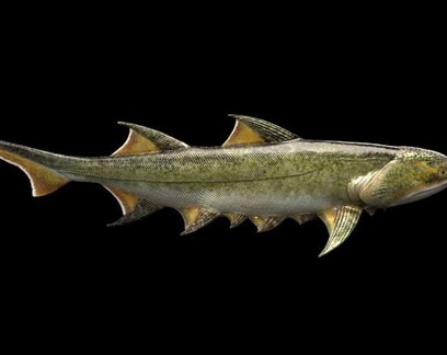 "Tubarão" de 455 milhões de anos é o peixe com mandíbula mais antigo encontrado