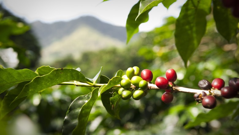 café-fruto (Foto: Getty Images)