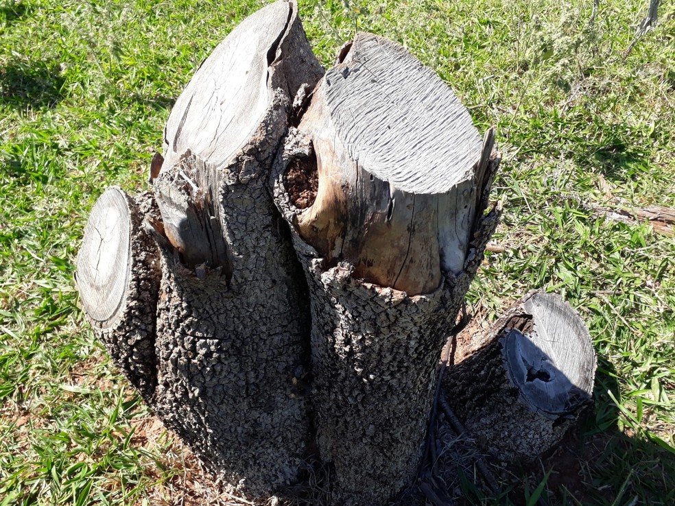 Policiais flagraram derrubada de árvores em Junqueirópolis — Foto: Polícia Militar Ambiental