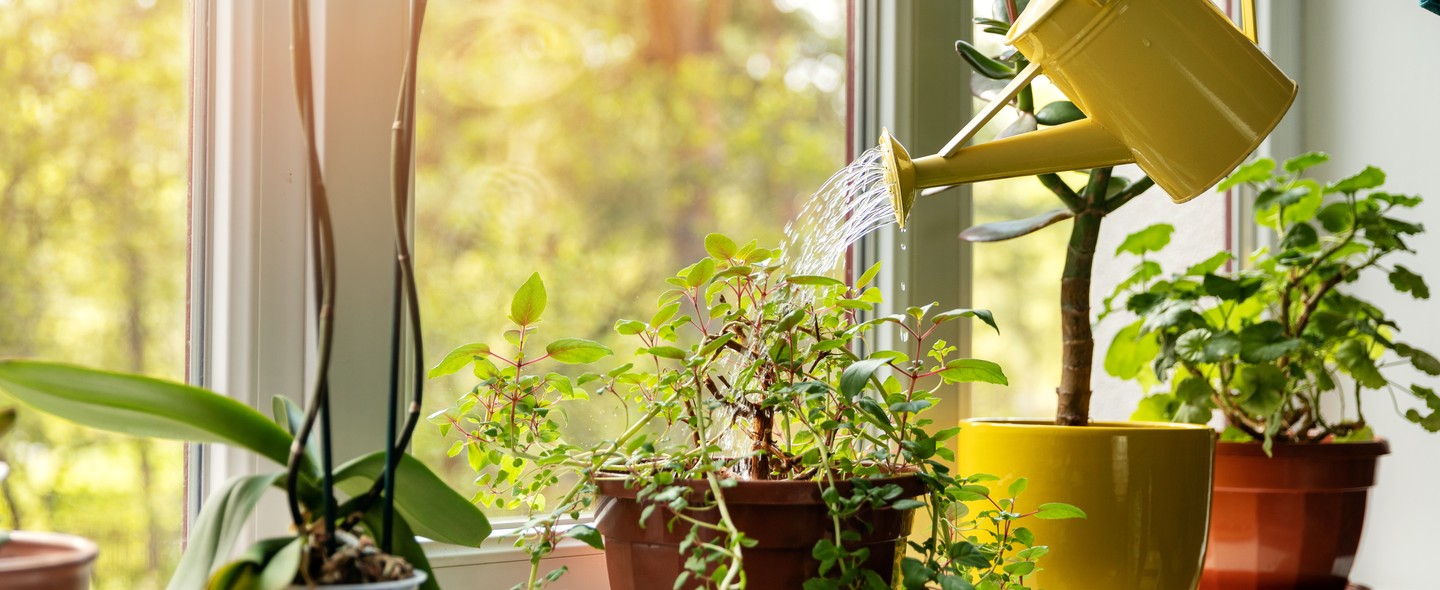 Férias de verão: 7 dicas para cuidar das plantas antes de viajar - Casa Vogue | Paisagismo