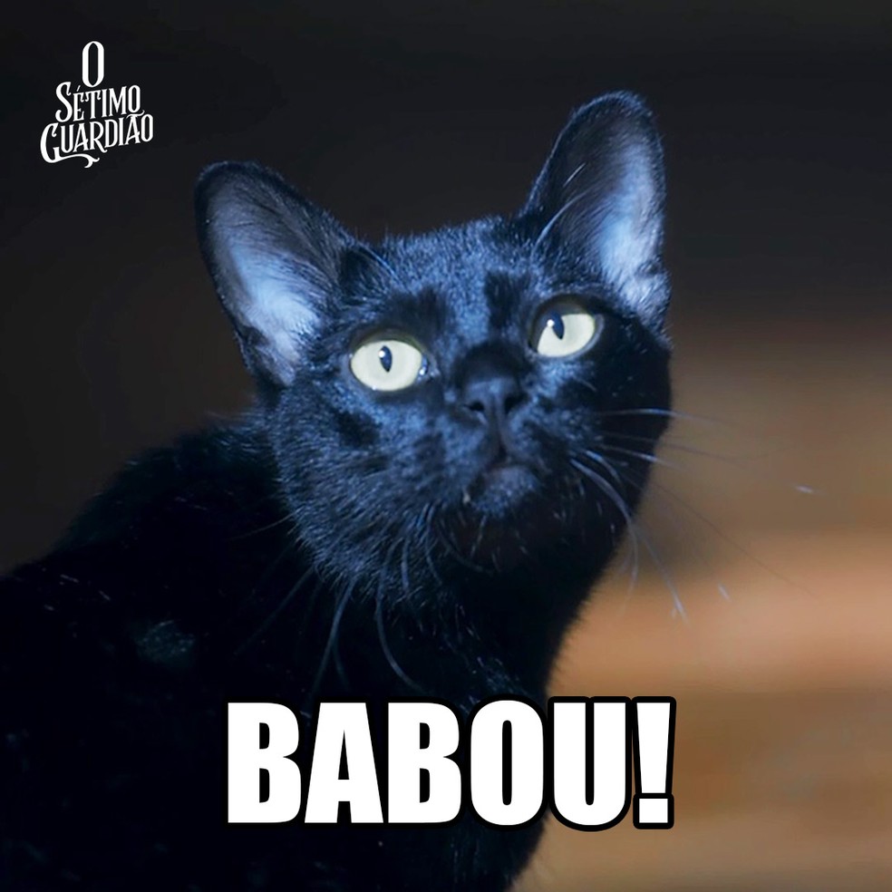 Meme gato León - babou — Foto: Fabricio Bianchi/Gshow