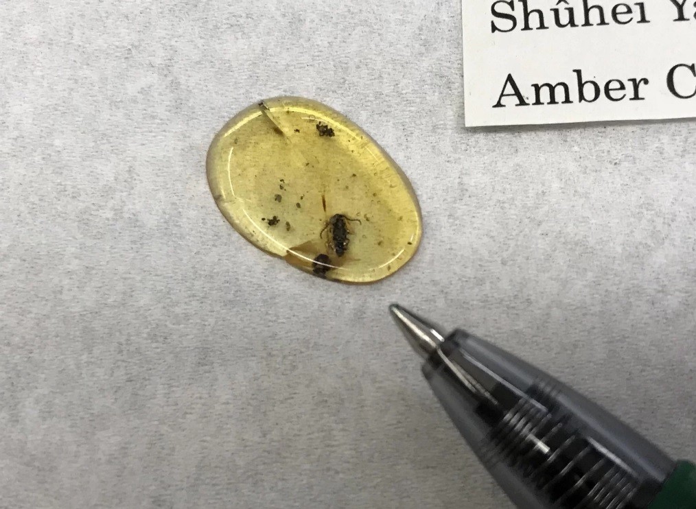 Comparação do inseto com a ponta de uma caneta (Foto: Divulgação)