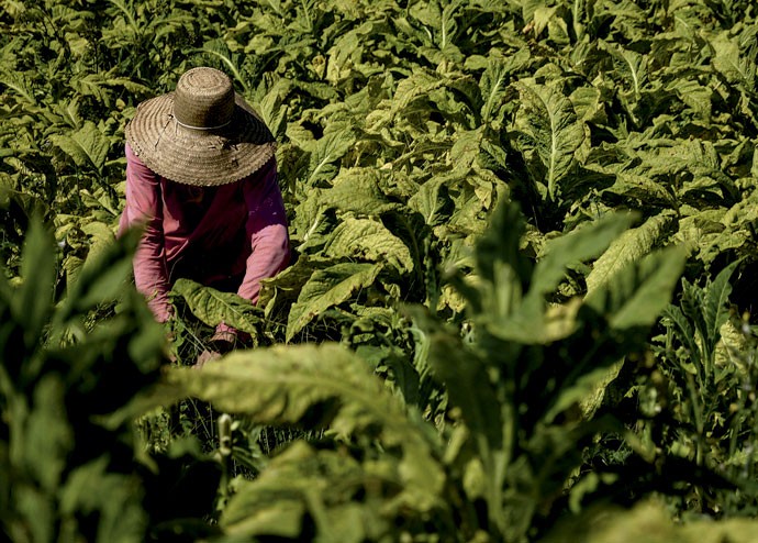 No campo:  agricultor trabalha na colheita de tabaco (Foto: Fernando Ageoletto)