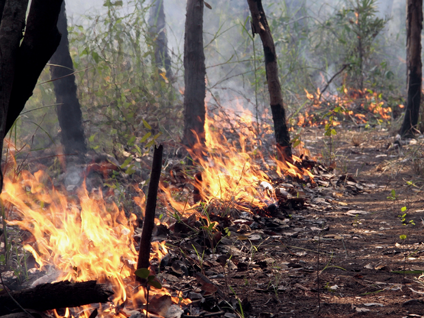 Incêndio no Parque Nacional do Xingu (Foto: Vinícius Mendonça/Ibama)