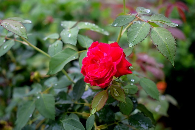 Cultivar rosas é uma maneira de deixar o jardim mais delicado e divertido (Foto: Pixabay/rbalouria/CreativeCommons)