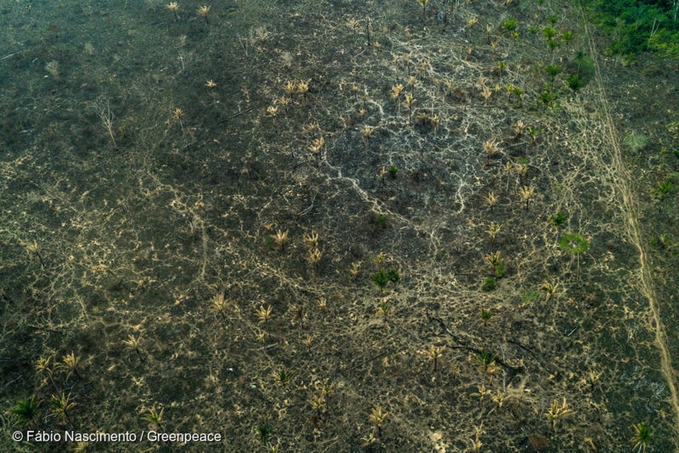 Região do Triunfo do Xingu em sobrevoo do Greenpeace de 2019. — Foto: Greenpeace