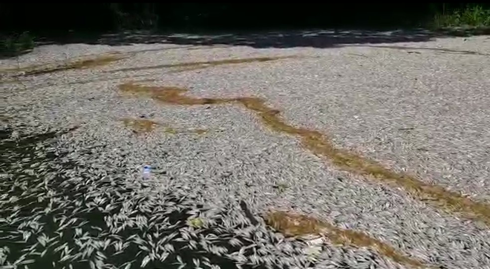 Milhares de peixes são vistos mortos na Billings em março — Foto: TV Globo/Reprodução