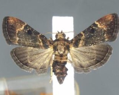 Autoridades dos EUA coletam mariposa que não era vista desde 1912
