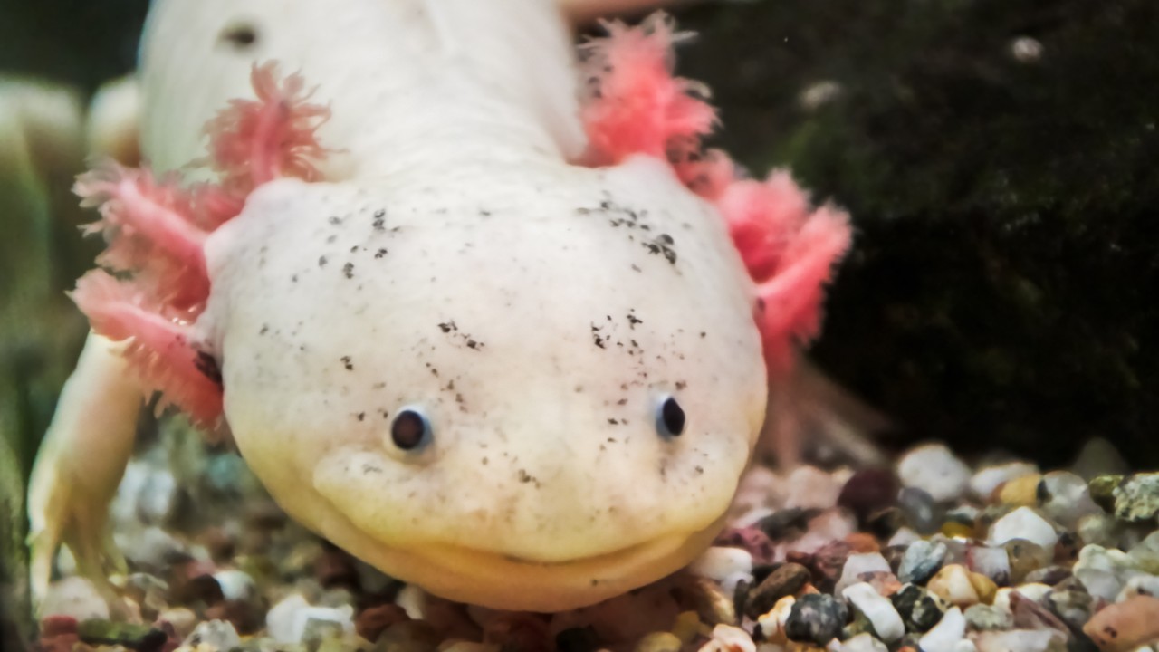 As salamandras podem viver entre 10 a 15 anos (Foto: Canva / Creative Commoms)