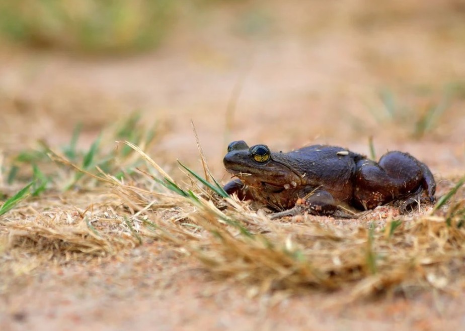 “Rã escorregadia de Togo” (Togo Slippery Frog), nome que se popularizou para a espécie Conraua derooi.