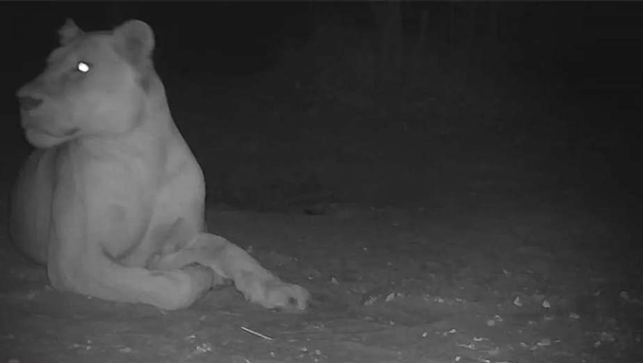 Imagem da captura de tela do vídeo da leoa dentro do parque nacional de Sena Ouna