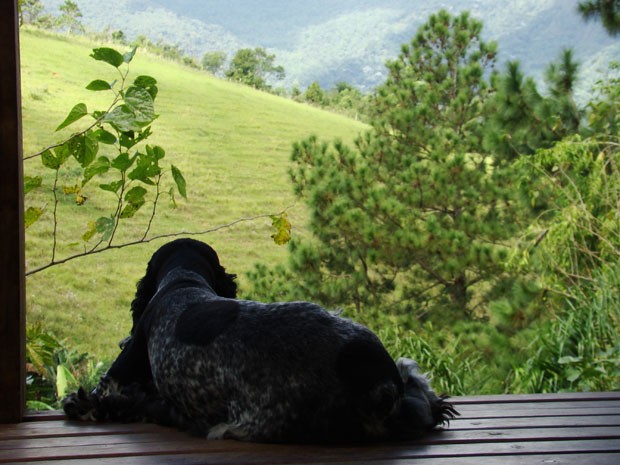 Cachorro na pousada Encanto da Bocaina, certificada com selo pet friendly (Foto: Lu Azevedo/Divulgação)
