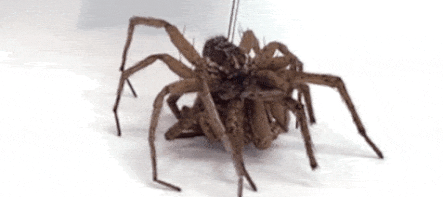 As aranhas sem vida servem como garras para segurarem objetos e outras aranhas (Foto: Reprodução/Preston Innovation Laboratory/Rice University)
